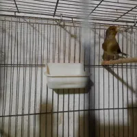 سهره قناری نر