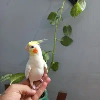 عروس هلندی