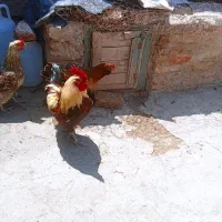 خروس