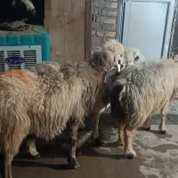 میش چاق کشتاری|حیوانات مزرعه|شوشتر, |دیوار