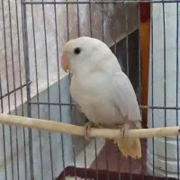 کوتوله
