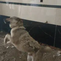 سگ نگهبان ۱۳ماهه