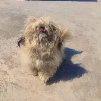 واگذاری سگ پاکوتاه شیتزو سوپر فلت|سگ|علی‌آباد کتول, |دیوار