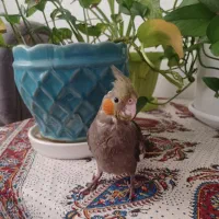 عروس هلندی سینامون