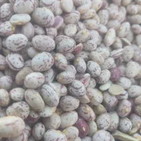لوبیا چیتی|خوردنی و آشامیدنی|اهواز, ۳۰ متری|دیوار