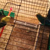 یک جفت مرغ عشق جوان|پرنده|باقرشهر, |دیوار