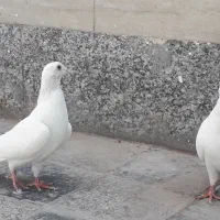طوقی|پرنده|بیرجند, |دیوار