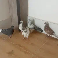 کبوتر تهرانی ویک عدد اصفهانی