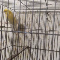 قناری|پرنده|کهریزک, |دیوار