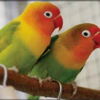 کوتوله های جذاب دوست داشتنی برزیلی ،(طوطی برزیلی)|پرنده|تهران, امامت|دیوار