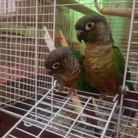 طوطی گرینچیک وبرزیلی