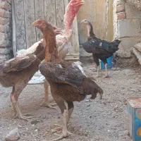 تخم نطفه دار لاری