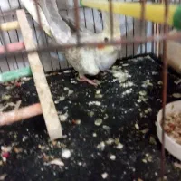 ۳ عروس هلندی جوان سالم دونه ای ۸۰۰|پرنده|گرگان, |دیوار