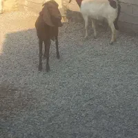 بزغاله ابستن