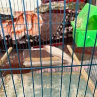 فنچ با قفس|پرنده|بندر ماهشهر, |دیوار