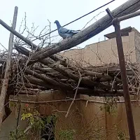 دوعدد کفتر پرشی گمشده