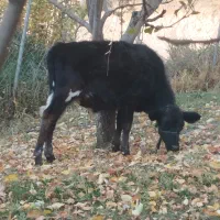 گاو دو رگه اسرائیلی با گوساله|حیوانات مزرعه|مارگون, |دیوار