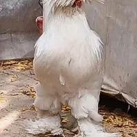 مرغ وخروس سلطان جوجه سلطان فر