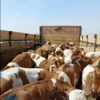 جنس خوب گوساله خاستی زنگبزن امکان خریدیکی یاگله ای