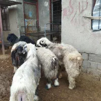 کوه قوچی بختیاری