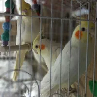 سلام پنج  جوانه عروس  یک  ساله نر