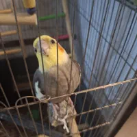 عروس هلندی نر