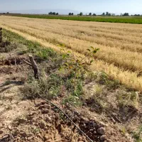 زمین-1000-متری-قاسم-آباد