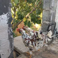 پنج عددخروس گلین