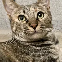 **سپردن فوری گربه ی مادر و گربه ی پسرش**