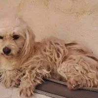 dogs|سگ|دزفول, |دیوار