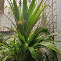 گل برگ موزی (گلاریس)