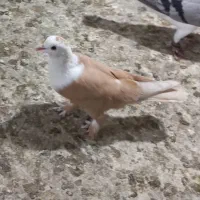 کبوتر گمشده کله سفید ماده
