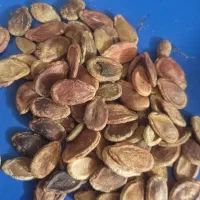 تخمه هندوانه وکدو