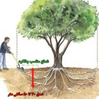کود ارگانیک ورمی کمپوست کرم خاکی زنده|خدمات باغبانی و درختکاری|باسمنج, |دیوار