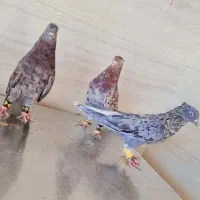 سه عدد دمسفید رنگ خاص