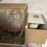 جفتهای مولد عروس هلندی روی تخم