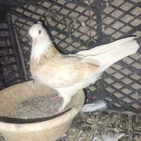 کبوتر|پرنده|کرج, ساماندهی|دیوار