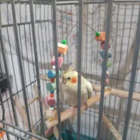 عروس هلندی گلباقالی 6 ماهه ماده|پرنده|پاکدشت, پاکدشت (مامازند)|دیوار