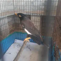 مرغ مینانرچشم ستاره ای اصل افغان،کلام دار|پرنده|دزفول, |دیوار