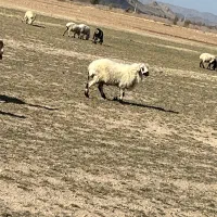 قوچ گوراند پاچن|حیوانات مزرعه|خاش, |دیوار