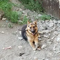 سگ نژاد ژرمن