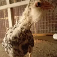 جوجه گلین پنگوئنی  ویاندوت سیلور ایام سمانی|حیوانات مزرعه|پاکدشت, پاکدشت (مامازند)|دیوار