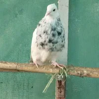 طوقی کرمانشاه