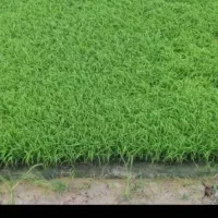 فروش بیجار (مزرعه برنج)درکوشالشاه