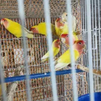 طوطی برزیلی صورت هلویی