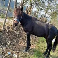 این اسب سیاه به فروش میرسد|اسب و تجهیزات اسبسواری|گوراب زرمیخ, |دیوار