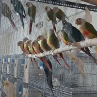 عروس هلندی و گرینچیک|پرنده|خرمآباد, |دیوار