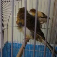 پرنده