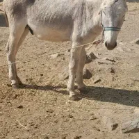 الاغ نره گله ای