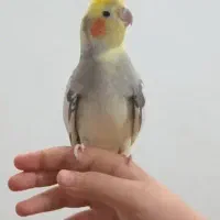 عروس هلندی نر سخنگو اهوی